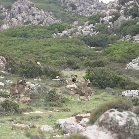 B&B il dodo Monastir Esterno foto