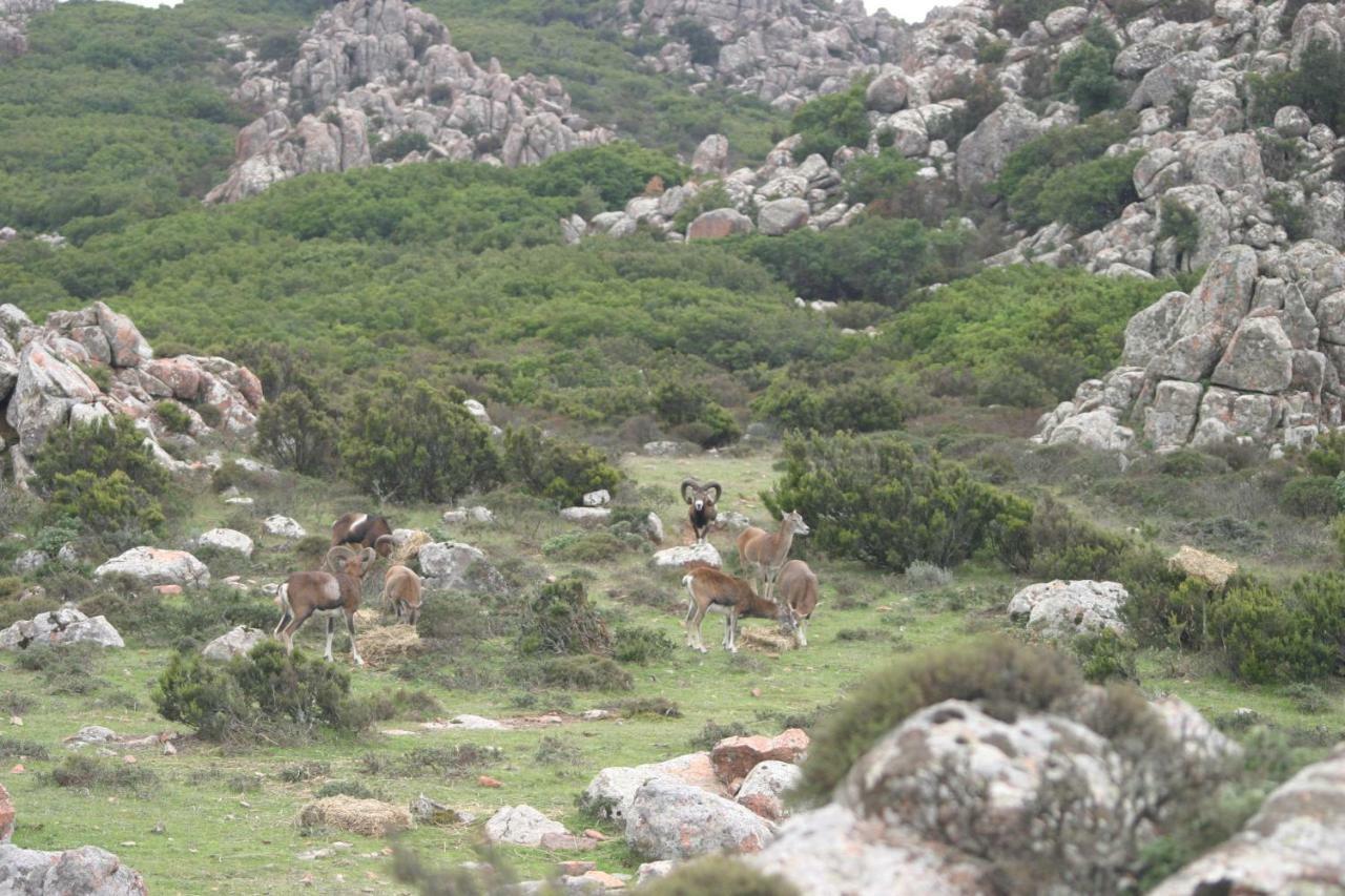 B&B il dodo Monastir Esterno foto