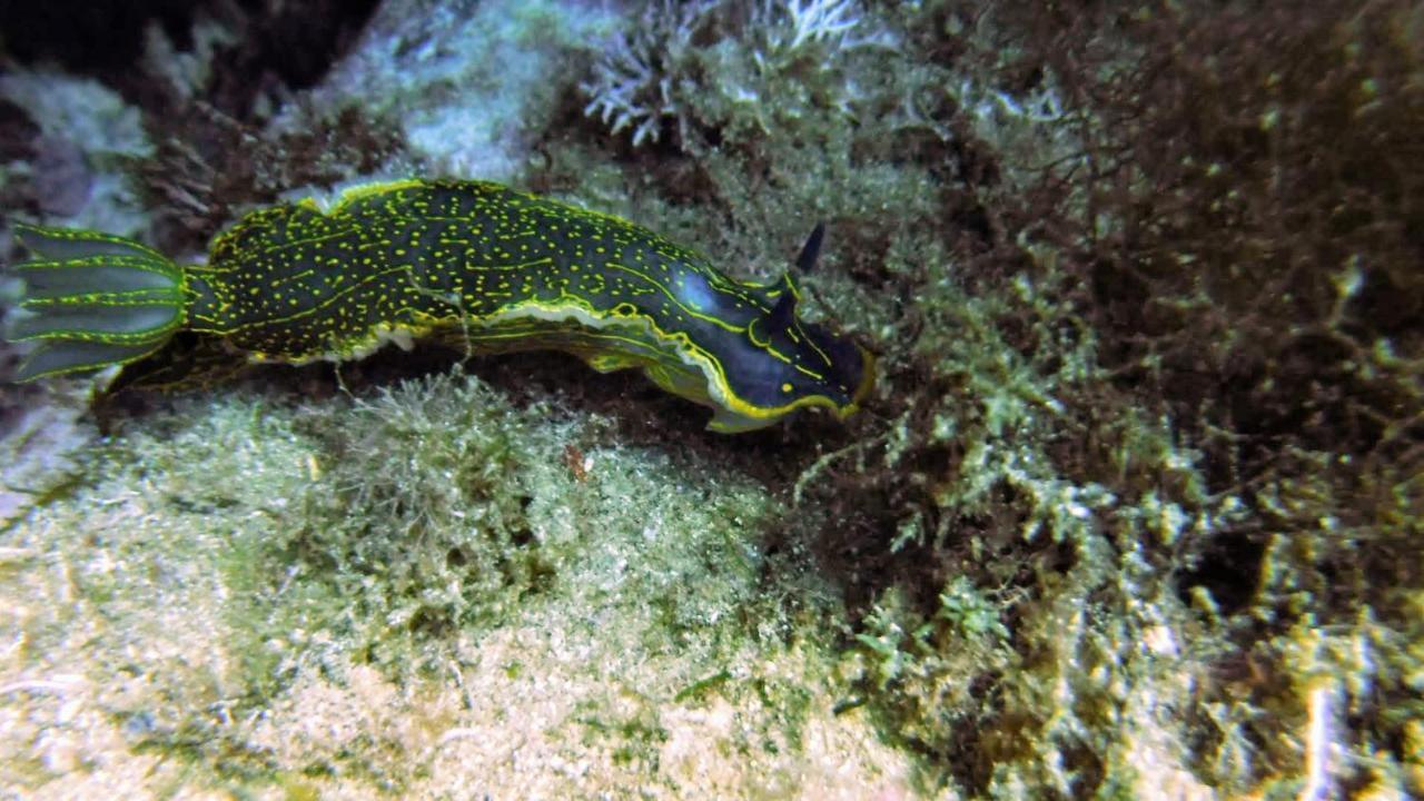 B&B il dodo Monastir Esterno foto
